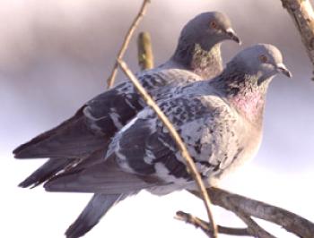 Hišni ljubljenčki fotografij golobov, opis in video