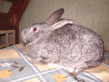 Chinchilla soviética raza de conejos: descripción, contenido y cría (foto)