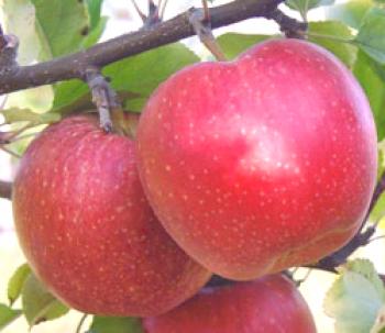 Foto de las manzanas con el nombre y la descripción: florina de manzana, espartano, melba