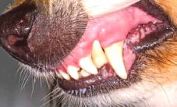 Neprijetno vnetje dlesni pri psih: znaki, terapija doma in na kliniki