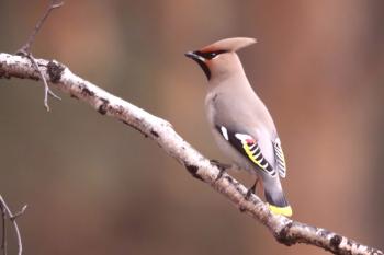Sviristl: un pájaro brillante, es capaz de cantar (foto)