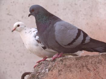 Informacije o številu živih golobov in o določitvi njihove starosti