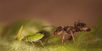 Vrtni mrav: kako se znebiti mravlje na vrtu in vrtu