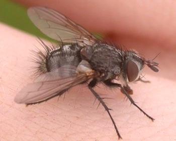 Učinkovit in učinkovit boj proti mušicam