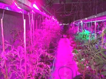 Fitolampi za rastline z lastnimi rokami - sheme montaže na osnovi LED