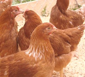 Pregled piščančjih pasem Redbro: Značilnost vrste, vsebine in fotografij