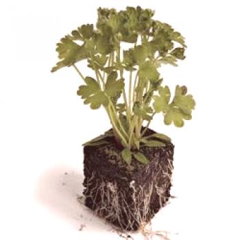Perejil: cultivo a partir de semillas en el alféizar de una ventana, cuidado en el hogar.