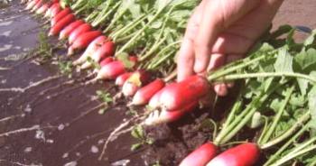 Gojenje redkev v zimskem rastlinjaku za prodajo, video