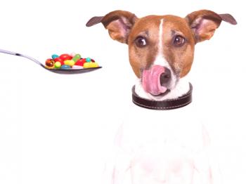 Kako dati psa tabletko - veterinarski nasvet