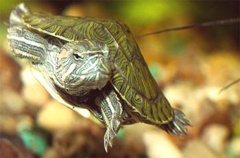 Akvarijske želve: razporeditev akvarija in posebnosti krmljenja