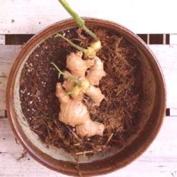 Jengibre: creciendo en casa (cómo plantar raíz de jengibre)