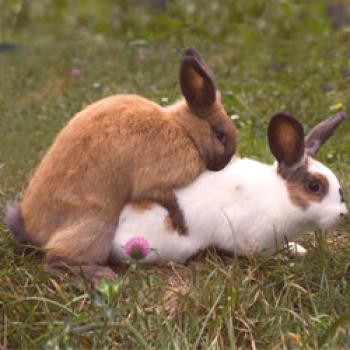 Padres y parejas de conejos: tecnología y consejos, videos.
