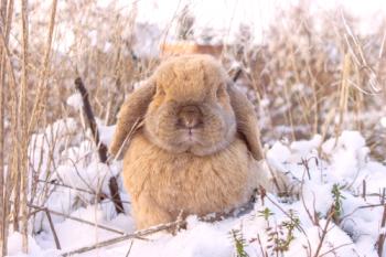El contenido de los conejos en el invierno en la calle: características.