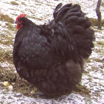 Raza de pollos de Orpington: contenido, cría, alimentación