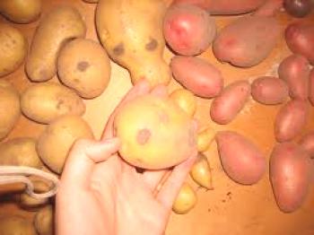 Krompirjev pokrov