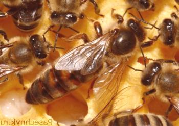 Ранно заключение на матката в пчеларството: особености на оттеглянето