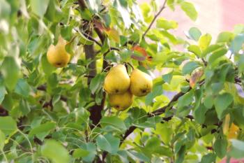 Cuando plantar una pera.Aterrizaje de peras en la primavera y el otoño - los secretos del éxito.