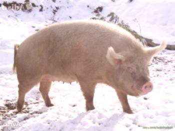 ¿Qué razas de cerdos crían en la región de Altai: foto
