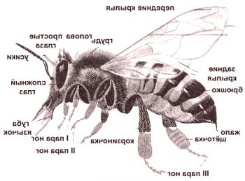 Estructura externa e interna de la abeja: foto
