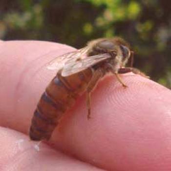 Abeja uterina: una descripción de una abeja que juega un papel