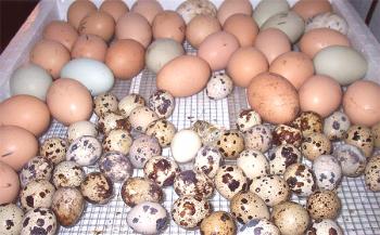 Koliko jajc nosi prepelico - povprečje