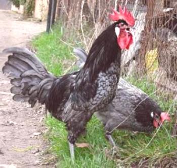 Пиле порода андалуски гълъби: Характеристика, описание и снимка