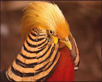 Pregled ptic pasme Zlati fazan: opis vrste, habitata in fotografij