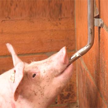 Bebederos para cerdos: requisitos, tipos, hacemos nuestras propias manos.