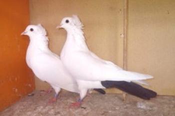 Baku raza de palomas: foto, descripción y video