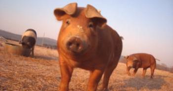 Raza duroc de cerdos: descripción, características.