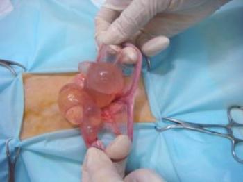 Ovario poliquístico en gatos: causas, síntomas y tratamiento.