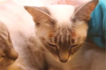 El eccema se detecta en un gato: qué es una enfermedad y cómo tratarla