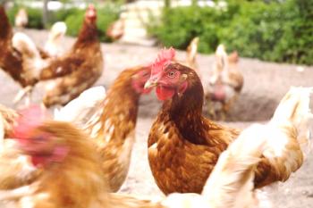 ¿Por qué los pollos picotean sus huevos y qué hacer con ellos?