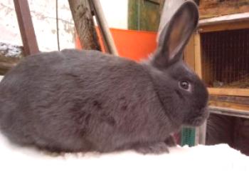Conejo azul vienés - descripción y características de la raza en fotografías