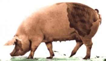 ¿Qué razas de cerdos crían en la región de Voronezh?