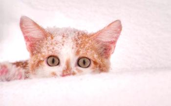 Alergija na mačke in mačke: simptomi in zdravljenje | Hipoalergene pasme mačk