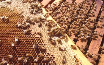 Kako čebele izdelujejo medu?