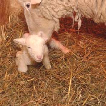 Vse o nosečnosti in ovčjih ovcah: priprava na jagnje