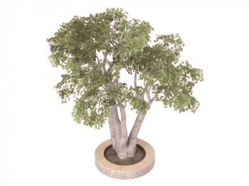 Ficus ambulatorios: cuidado del hogar, foto.