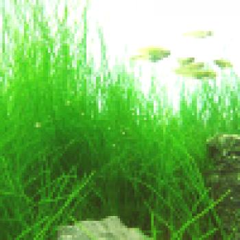 5 najboljših akvarijskih rastlin za ustvarjanje preproge na dnu akvarija