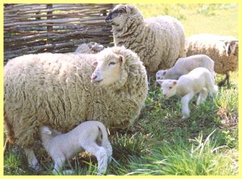 Cómo corderos de oveja: descripción y cultivo.