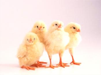 Konoplja pri piščancih: kako prepoznati bolezen, vzroke in metode zdravljenja
