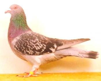 Римски червен гълъб: описание на породата, снимката и съдържанието
