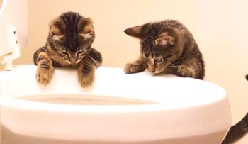 ¿Qué relleno para un baño de gato es mejor. Tipos de rellenos y revisiones