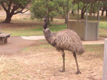 Características del avestruz australiano y su hábitat.