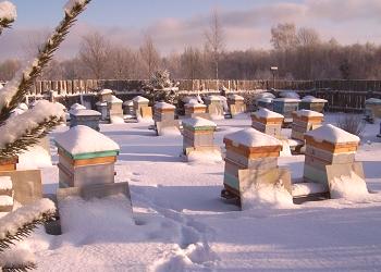 Zimovanje čebel