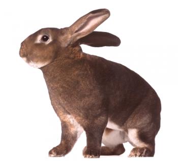 Conejo raza rex: fotos, opiniones, opiniones.