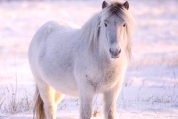 Las más bellas razas de caballos del mundo: fotos.