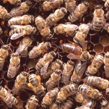 Montaña gris abeja caucásica: descripción, opiniones de apicultores.