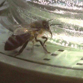 Kako narediti pijačo za čebele z lastnimi rokami. Pitne čebele